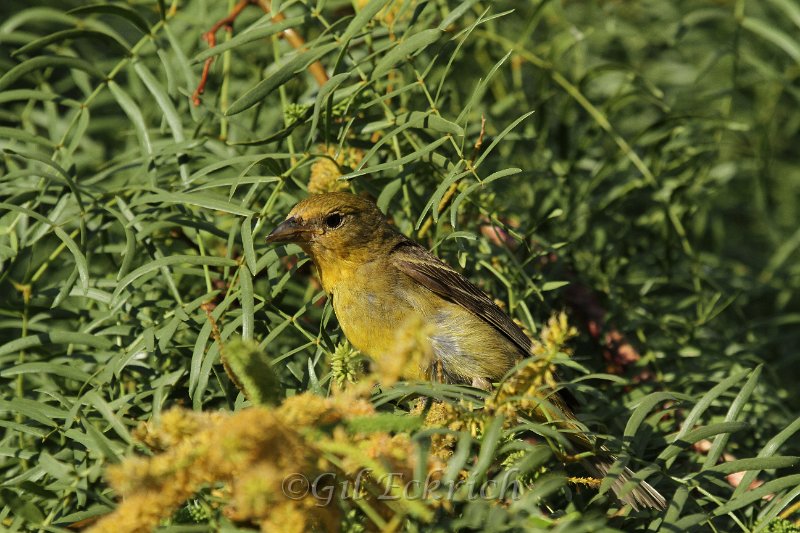 Hepatic Tanager female 2011_07_14_1478.JPG